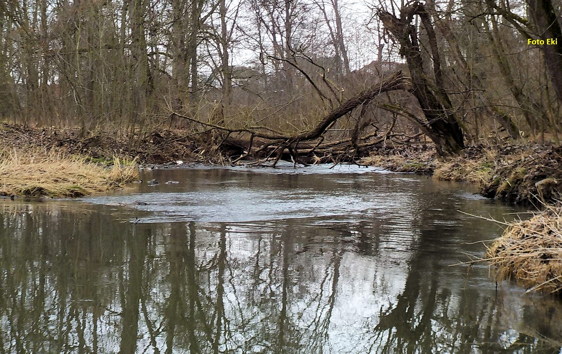 rkm. 20,9 Padlé stromy na obtokovém rameni před Šťáhlavy 