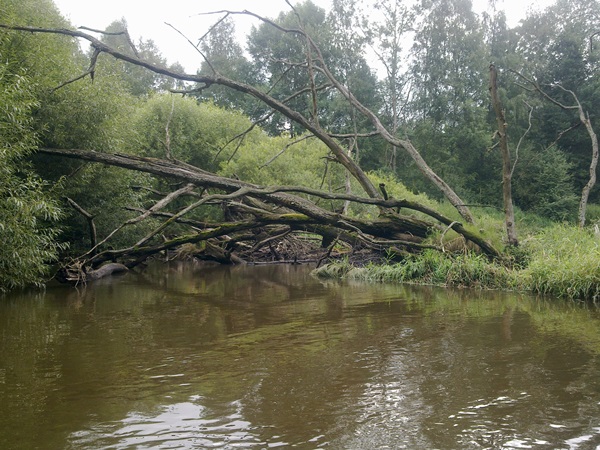 Zarostlá místa na řece Zarostlá místa na řece