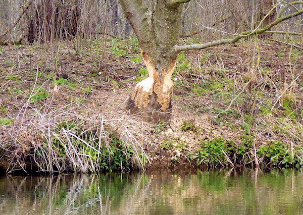 Bobři na Dyji Bobři na Dyji