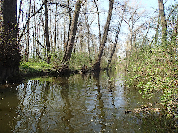 Před Jaroslavicemi Před Jaroslavicemi