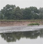 Nysa