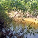 Soutěska z rákosí