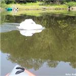 Tři netradiční setkání s labutěmi na Berounce